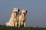 GOLDEN RETRIEVER 855